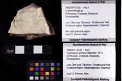 Foto (Objket + Etiketten) von Culmenformosa sp. 